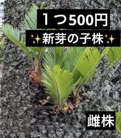 2026年最新】ソテツ 子株の人気アイテム - メルカリ