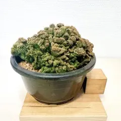 2026年最新】オベサ 綴化の人気アイテム - メルカリ