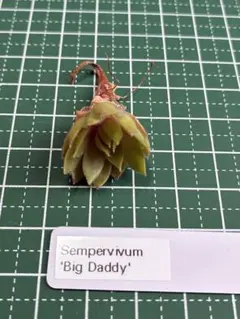 ㉑'Big Daddy' Sempervivum - メルカリ