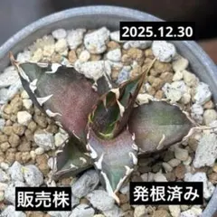 2026年最新】アガベ レッドキャットウィーズルの人気アイテム - メルカリ