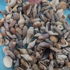 貝殻 パーツ　デコレーション素材 多数