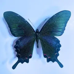 2026年最新】カラスアゲハ 標本の人気アイテム - メルカリ