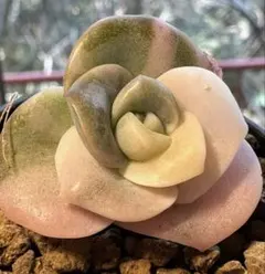 り*く様 s639新入荷　ラブリーローズ　エケベリア　多肉植物　撮影1月19日