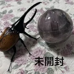 いきもの大図鑑アドバンス カブトムシ04 ヘラクレス・タカクワイ　フィギュア