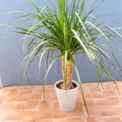 トックリラン ノリナ 7号 観葉植物 約95㎝ - メルカリ