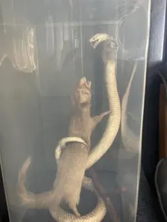 2026年最新】剥製の人気アイテム - メルカリ