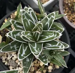 2025年最新】笹の雪 アガベの人気アイテム - メルカリ