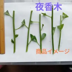 夜香木の挿し穂、約15cm程度5本、ナイトジャスミン、良い香り庭木、繁殖力旺盛