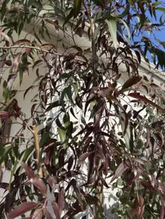 レモンユーカリ12本