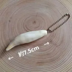 2026年最新】熊 牙の人気アイテム - メルカリ