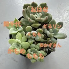 メルカリ便発送‼︎　レイオブライト　変わり斑 4株カット苗 メルカリ便発送‼︎ レイオブライト 変わり斑 4株カット苗 観葉植物