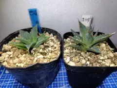 アガベ　実生　30種セット　人気　残りわずか　多肉　観葉植物　サボテン　激レア アガベ 実生 30種セット 人気 残りわずか 多肉 観葉植物 ドライ