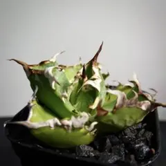 O2543 ⚠️出品8/2まで【鉢植え発送】アガベ チタノタ 螃蟹のサムネイル