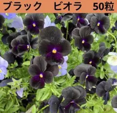 即こうOK 匿名配送　岩手県　ビオラ　ブラック　種　50粒のサムネイル