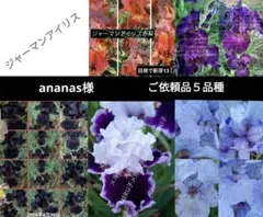 ananas様確認用 黒 赤 青 紫 バイカラー ジャーマンアイリス５品種 球根のサムネイル