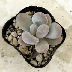月美人　抜き苗　多肉植物　パキフィツムのサムネイル
