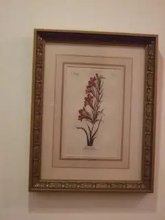 ボタニカルアート 絵画 額装 グラジオラス
