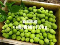 新潟県産 小梅(青梅) 1.8kgのサムネイル