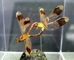 昆虫標本 マンモスゴキブリ - メルカリ