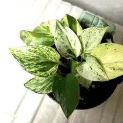 訳あり】レア！ポトスグローバル♡3.5号♡ポットごと宅急便コンパクト