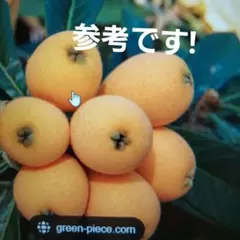 2026年最新】苗木 びわの人気アイテム - メルカリ