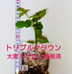 ブラックベリー トリプルクラウン 大実 トゲなし 発根済