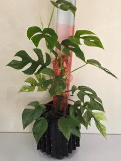 2026年最新】ヒメモンステラ 斑の人気アイテム - メルカリ