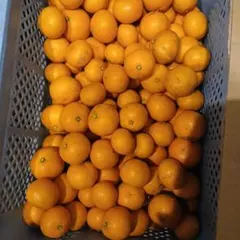 三ヶ日青島みかん　10キロ　♡早い者勝ち♡