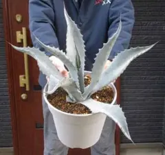 2025年最新】シルバーサーファー アガベの人気アイテム - メルカリ