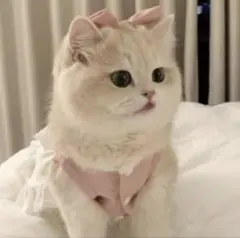 しろ様 専用ページ