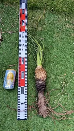 傷有り奉仕品‼️Yucca Elata 地植え株 強 耐熱 耐寒 プロフ必読！㊷ 傷有り奉仕品‼️Yucca Elata 地植え株 強 耐熱 耐寒 プロフ必読！㊷
