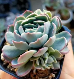 ゆ*ん様 珊瑚の花　ミックスベリア　おらいさん　土付き発送　多肉