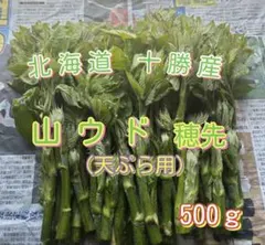 日本最北端稚内より天然山ウド500g 以上朝採り当日発送 - メルカリ
