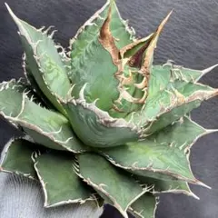 2025年最新】海王 アガベの人気アイテム - メルカリ