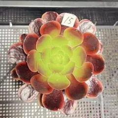 87 #観葉植物アエオニウム錦❤️ シャネル❤️1大頭 9cm拨き苗 - メルカリ