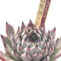 2025年最新】紫紺の矢 ミックスベリアの人気アイテム - メルカリ