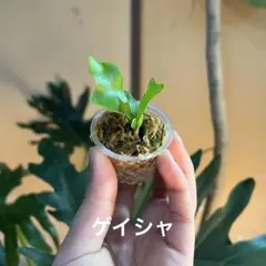 いーちゃん様 リクエスト 2点 まとめ商品