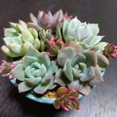 多肉植物　多肉弁当　多肉寄せ植えセット　抜き苗　カット苗