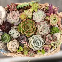 多肉植物 (カット苗)寄せ植えセット エケベリア センペル 韓国苗