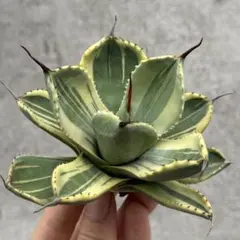 アガベ　トランカータ　35センチ❗ アガベ トランカータ 35センチ❗ アガベ トランカータ Agave
