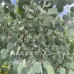 ♢摘み立て無農薬フレッシュ ユーカリポポラス 80サイズ スワッグ 花材