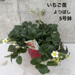 いちご苗　よつぼし　5号鉢