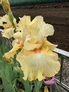 ジャーマンアイリス アートサンダウン① 1芽 - メルカリ