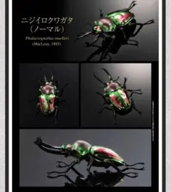 クワガタ カプセルトイ