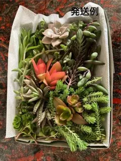 Akinori Gunji様 リクエスト 4点 まとめ商品