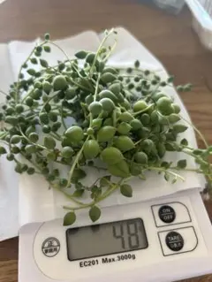 ピーチネックレス48g量り売りカット苗