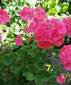 7.ゼラニューム ピンク 花苗 大きいお花 1本 花付き 匿名配送のサムネイル
