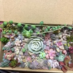 【⭐︎匿名配送】可愛い多肉植物カット苗セット①