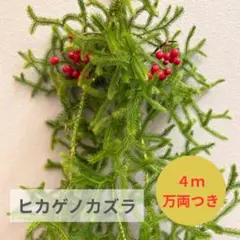 ヒカゲノカズラ　４ｍ　マンリョウ付き
