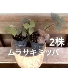 2026年最新】銅葉みつばの人気アイテム - メルカリ